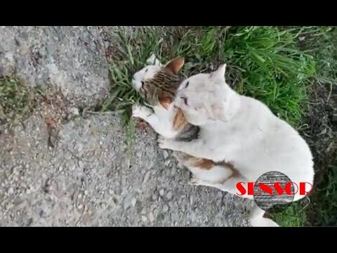 suara Kucing Kawin DI MUSIM SALJU