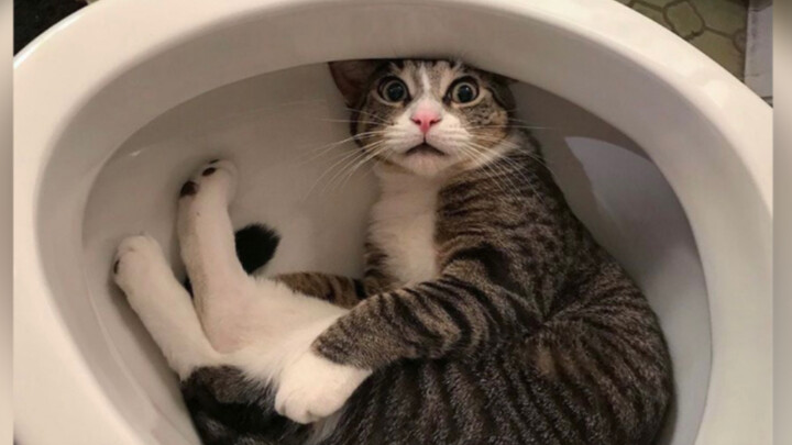 Hilarious—what on earth is going on in that little kitten’s head?