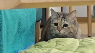 不愧是顶级猎食者……的亲戚