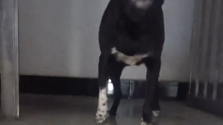 Detected a familiar intruder, but can’t be too aggressive—so the little dog just switches to talk mo