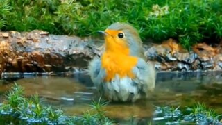 “不同品种的小鸟在同一水坑”