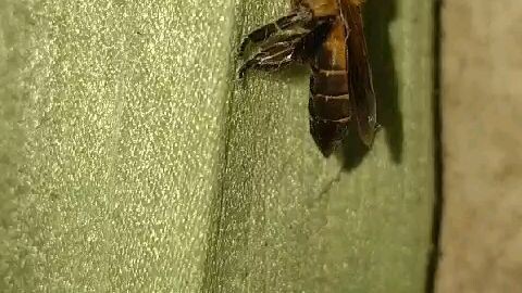 ada tawon masuk rumah😂
