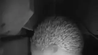 Lord hedgehog original Video