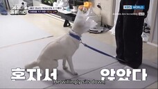 Animals Are Incredible Ep. 13