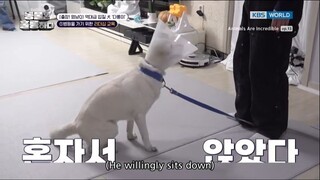 Animals Are Incredible Ep. 13