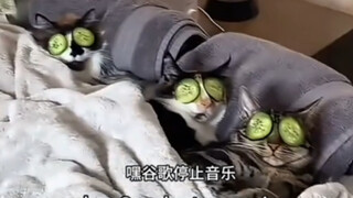他就想对猫猫好他有什么错