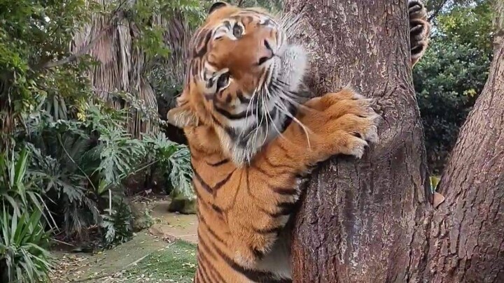 เรียนรู้การเลี้ยงแมวจากเสือใหญ่! ความคล้ายคลึงกันอย่างน่าทึ่ง