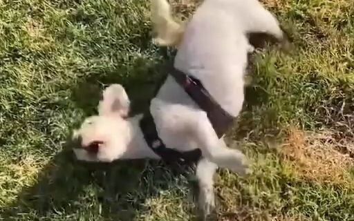 Pertama kali mengajak anjingku berziarah ke makam ibuku yang telah tiada, tak disangka ternyata anji