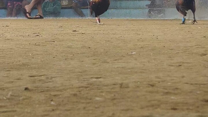 Dan Gray Roundhead 2xwinner