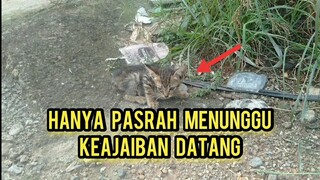Anak Kucing Ini Sudah Pasrah Antara Hidup Dan Mati Menunggu Keajaiban Akan Datang | Diam Sendirian.!