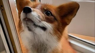 Guess he grew up eating clothespins!