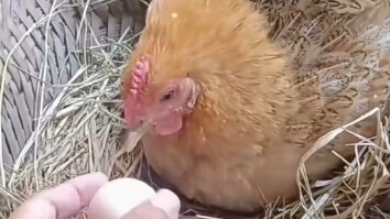 It’s practically identical!