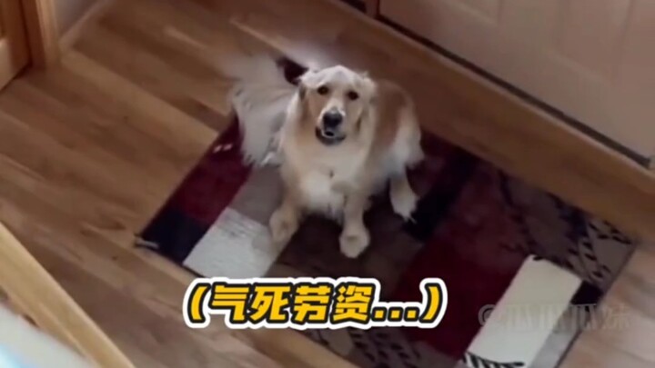 Biểu cảm này giống người quá đi!! #Chó #Mèo