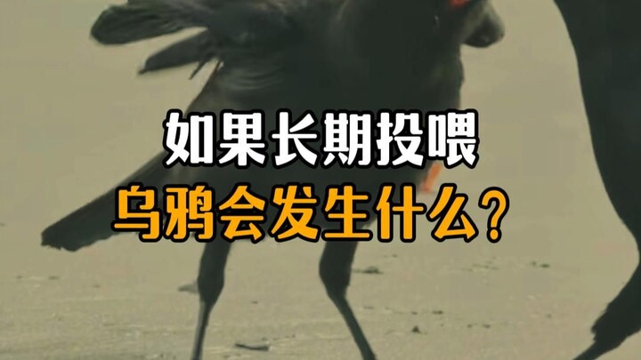 What will happen if you feed crows for a long time?