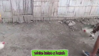pwede naba mga idol? white leghorn line