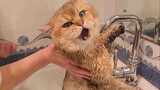 Mèo chân gà: Tôi có thể chịu đựng việc tắm, còn bắt tôi ôm vòi nước?