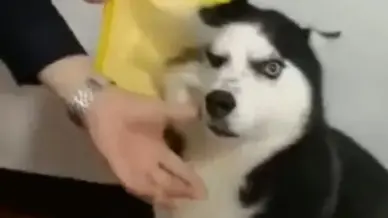 【Funny Videos】Huskies Are Not Stupid, They're Just Retarded