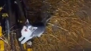 الفتاة تطعم قطط المزرعة يوميًا... هناك قطة صغيرة نشيطة جدًا تأتي من بعيد لتحيّاها، ورَكْضُها الصغير 