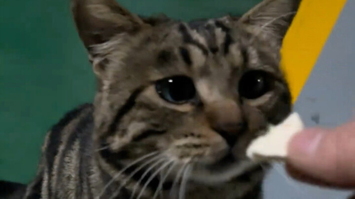 คนคิดว่าลูกแมวไม่มีแรงกัด จึงบี้อาหารให้เละแล้วป้อน ที่จริงคือลูกแมวกลัวจะกัดคุณต่างหาก