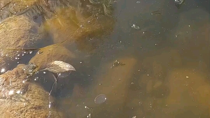 Wild FPV Racing Drone Footage