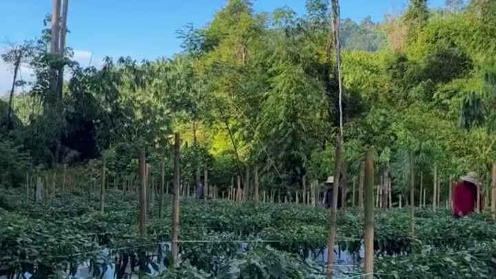 Agro life in Malaysia #reelsvideoシ #NewsUpdate #agriculture #everyone #followers #farming #malaysia