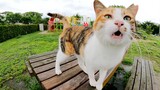 Calico Cat Sits On a Park Table And Talking To Humans Sweetly.