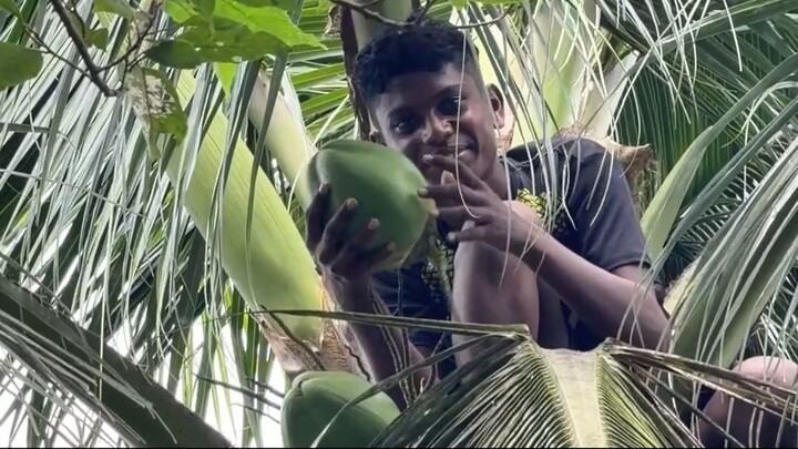 Pure Refreshment! Harvesting fresh green coconut
