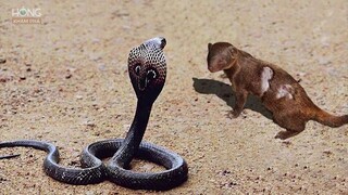 Đây chính là nỗi khiếp sợ kinh hoàng của Hổ Mang Chúa | Hóng Khám Phá