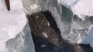 冰窟窿里捞鱼