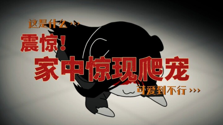 路过进来摸一把小狗