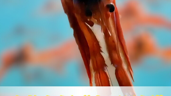 A mysterious creature of the ocean—the tuna crab. It's called a "crab," yet it's not a crab at all.