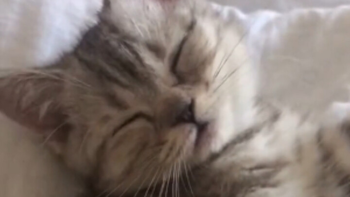 The response received after asking the master for a favor