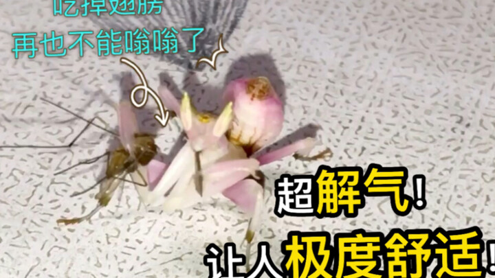 Membuat hati lega! Nyamuk hidup dimakan sampai tak bersisa! Biar kamu juga merasakan gimana rasanya 