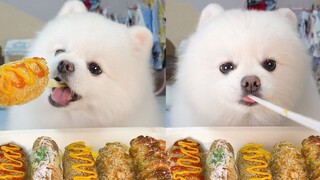 Anjing makan hotdog penuh dengan mozarella