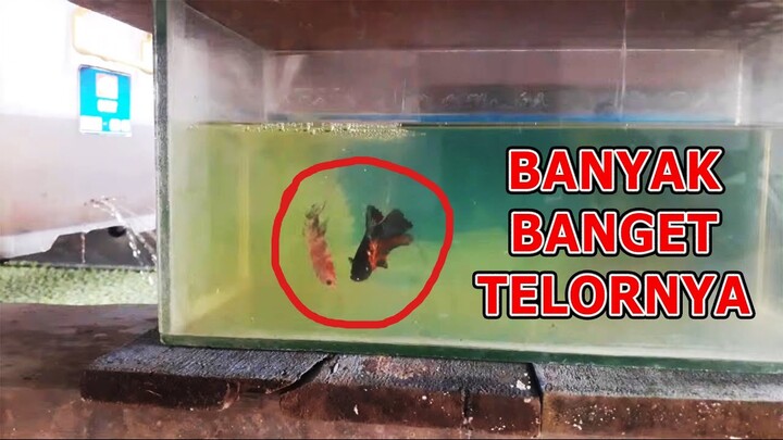 Baru Kali Banyak Banget Keluar Telornya