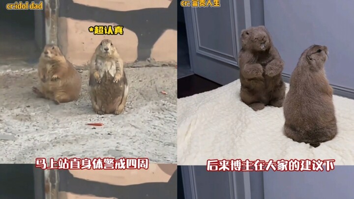 It turns out groundhogs are genetically wired to take turns keeping watch, so a netizen even used a 