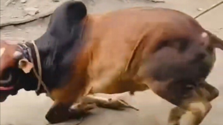 দেশি গরু