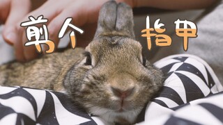 给兔兔快速的剪个指甲【提摩西小队】