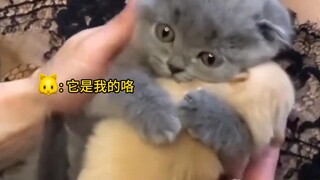 "The world is falling apart, but kittens and puppies mend it with love."