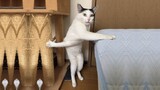 Ultimate Cute and Funny Cat Compilation