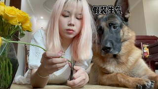 在狗狗面前假装剪花弄伤手