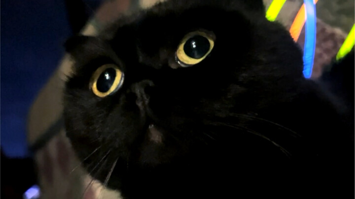 荧光猫猫虫🐛化茧成蝶了！