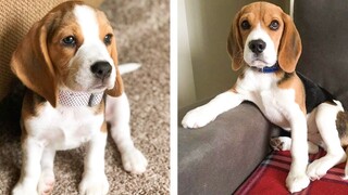 These Cute Beagle Baby Are Adorable 😍 Watch It All To See What You're Doing 🐶 😋 | Cute Puppies