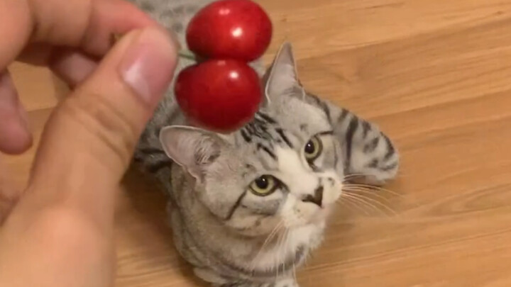 How Does My Cat React To A Ball-Shaped Cherry