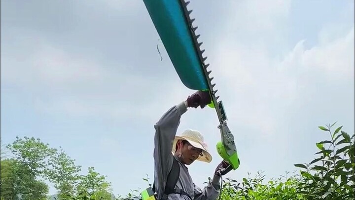 At 27, I quit my job and returned to my village to help my mom prune the tea bushes!