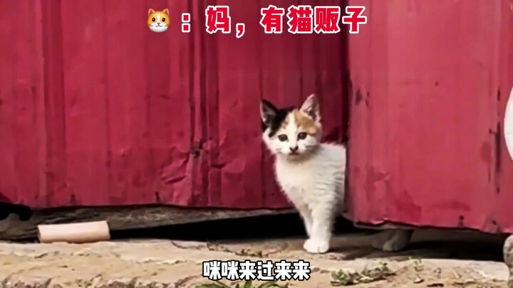 Kucing kecil: Ibu, cepat keluar! Di luar ada pedagang kucing.