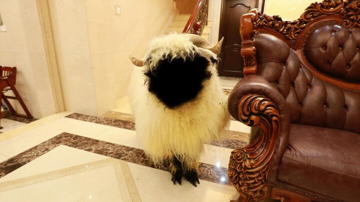 Shave My Valais Blacknose Sheep