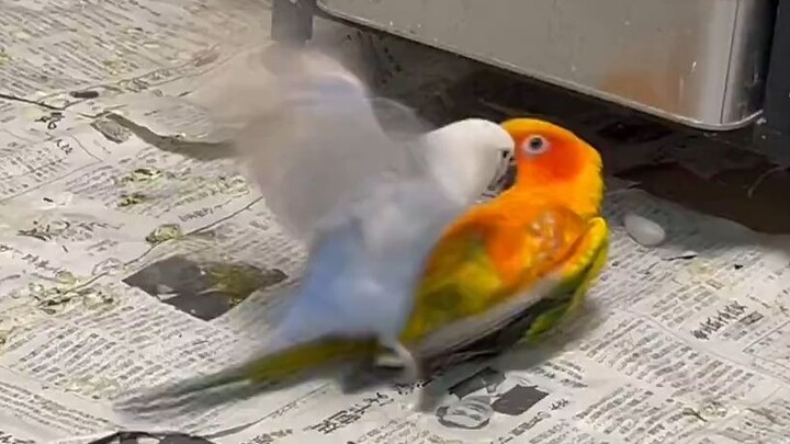 ไก่โบตั๋นที่อยากขับรถใหญ่