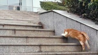 这该死的阶梯怎么爬不完啊！
