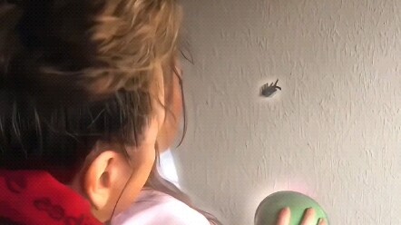 Menangkap kecoa itu bohongmu